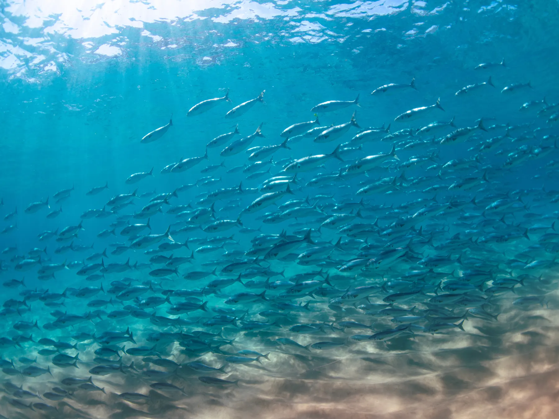 A school of fish in ocean water